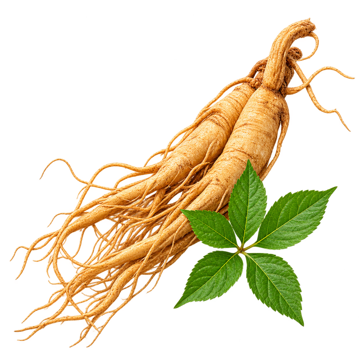 Korean Ginseng